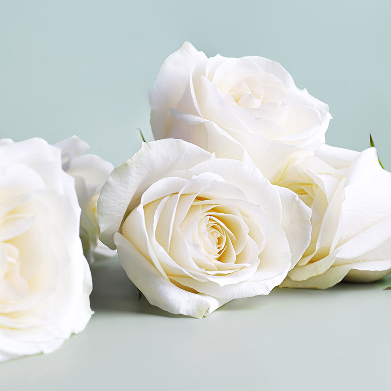 云南天然玫瑰新鲜真花花瓣粉色红色花朵花头泡澡足浴温泉牛奶泡浴,淘宝优惠券,粉丝福利购,淘宝优惠卷