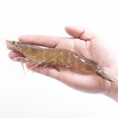 拍4正大无抗琥珀虾鲜活速冻虾500g