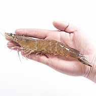 拍4正大无抗琥珀虾鲜活速冻虾500g