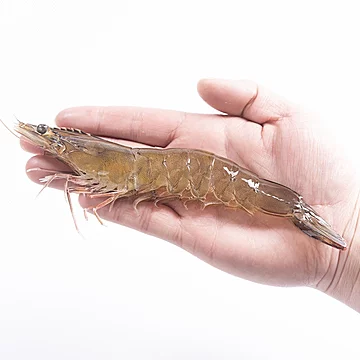 拍4正大无抗琥珀虾鲜活速冻虾500g[88元优惠券]-寻折猪