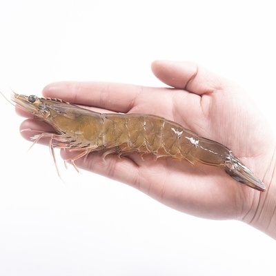 正大无抗琥珀虾500g/盒