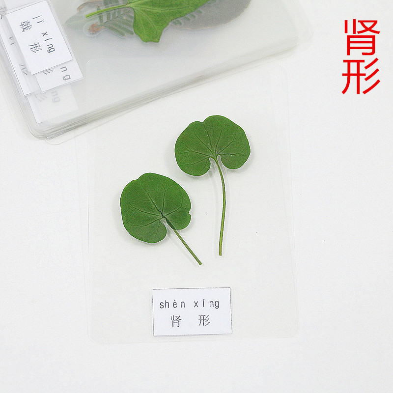 各种形状的叶子植物标本真树叶18种不同形状认知塑封卡片教学用具-图1