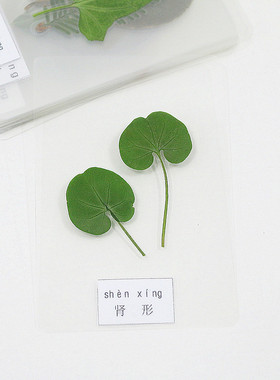 形状种不同认知塑封用具植物标本