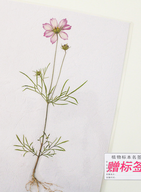 整株带根茎叶花完整腊叶标本塑封A4真植物花手工压制