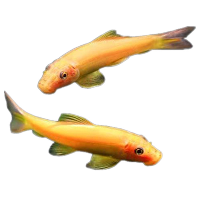 除藻鱼青苔鼠吸鳅老鼠鱼飞狐短帆鱼缸清道夫吃绿藻垃圾清洁鱼好养 - 图3