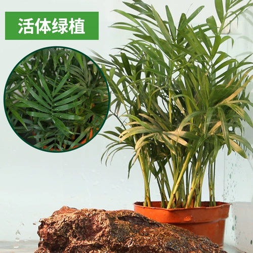 Танк из стеклянной черепахи Бразильский танк черепах Супер Большая Экологическая Коробка Черепаха Большая вилла -танк черепах, похожая на черепах