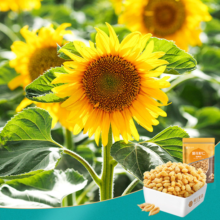 楼兰蜜语_蟹黄味葵花籽仁210g*5袋】休闲零食炒货特产瓜子仁