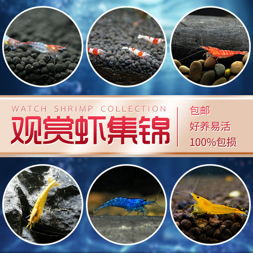 观赏虾活体宠物草缸黑壳水晶虾樱花极火米虾大和除藻工具虾苗淡水 - 图0