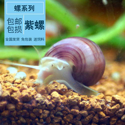 黄金螺斑马苹果洋葱黑金刚蜜蜂螺宠物螺活体螺除藻螺观赏螺清洁螺 - 图0