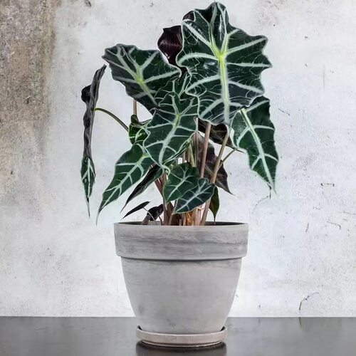 大仙女小仙女海芋竹芋室内盆栽桌面黑叶观音莲非洲面具绿植物网红 - 图1