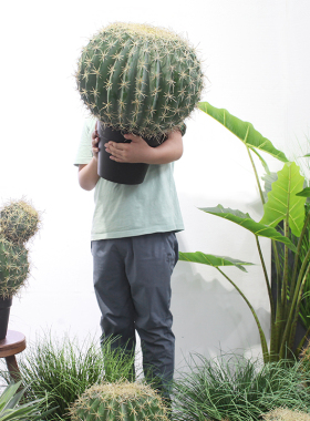西西里沙生植物仙人球咖啡厅拍摄