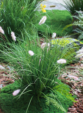 西西里仿真植物民宿橱窗软装饰