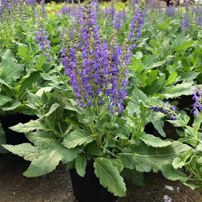 林荫鼠尾草盆栽室内阳台庭院花园多年生耐热开花植物花镜绿植花卉 - 图2