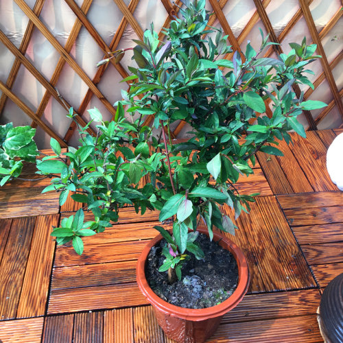 金银花苗盆栽阳台庭院花园爬藤花卉绿植四季长青红色金银花3年苗 - 图0