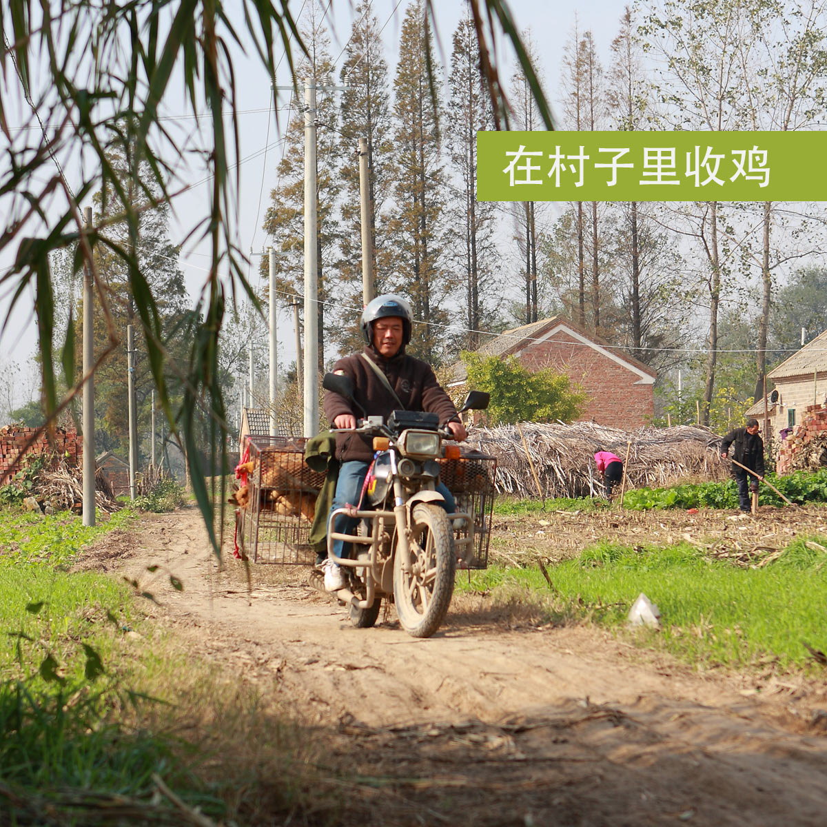 3年正宗农家散养老母鸡苏北草鸡柴鸡土鸡走地鸡月子笨鸡 新鲜现杀 - 图1