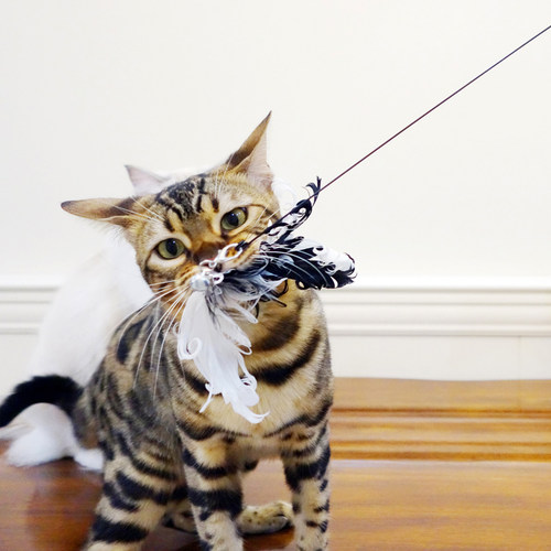 田田猫钢丝长杆替换头小鸟羽毛铃铛逗猫棒猫玩具耐咬幼猫自嗨神器 - 图3