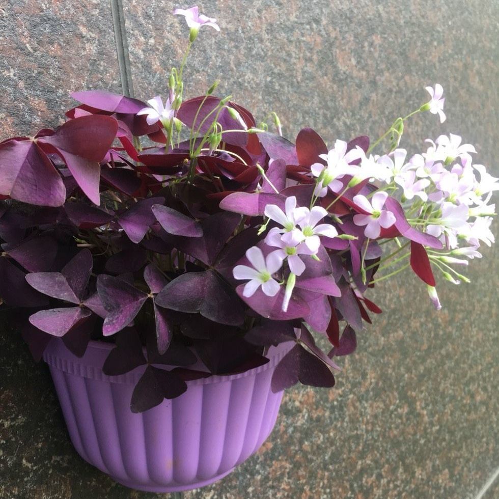 紫叶酢浆草四季开花植物阳台盆栽紫花幸运草蝴蝶三叶草紫花种球 - 图2