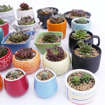 ສິນຄ້າໃຫມ່ມີການຂົນສົ່ງຟຣີ, ສ້າງສັນ succulent pots ceramic ມີສີແລະໂລໂກ້, ບຸກຄະລິກກະພາບງ່າຍດາຍ, ງາມ desktop ສີ pots ດອກຂະຫນາດນ້ອຍ