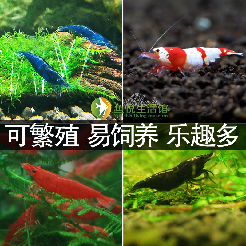 moon第一视角