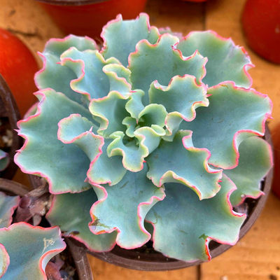 包菜高砂之翁多肉植物盆栽晚霞之舞赫拉蓝狐舞会红裙肉肉绿植花卉 虎窝淘