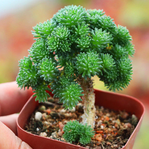 球松多肉植物盆栽小人祭姬红小松肉肉微景观花卉办公桌窗台防辐射 - 图2