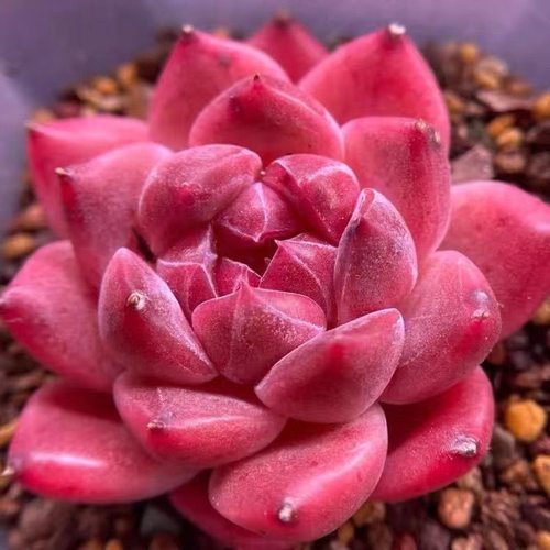 红颜蜜语多肉植物红骑士罗宾乌木系列好养活阳台桌面盆栽精品花卉 - 图0