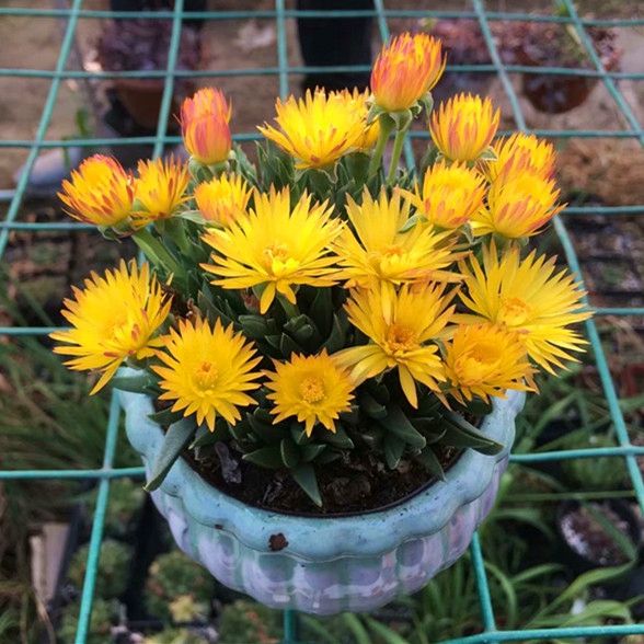 黄花照波多肉植物新手好养芳香波小人鱼肉肉办公桌防辐射花卉盆栽 - 图0