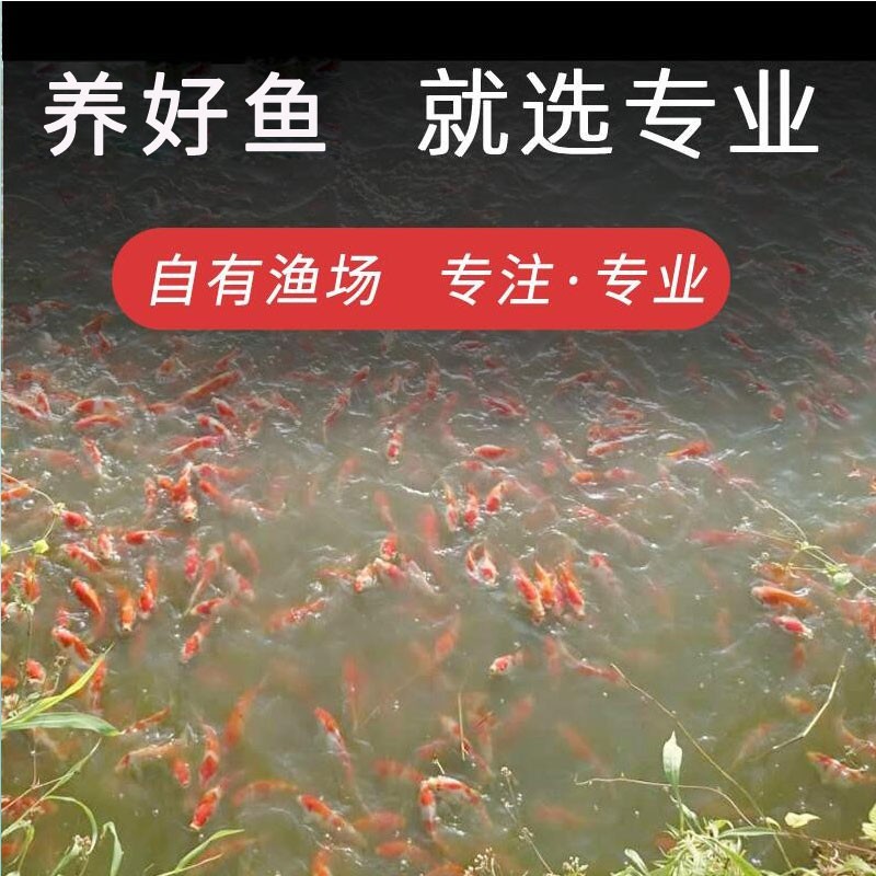 鱼药水族鱼缸专用烂身烂尾蒙眼炸鳞充血消毒杀菌锦鲤观赏鱼专用药 - 图3