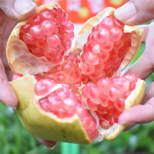 现摘 云南蒙自甜石榴新鲜水果绿籽水晶老树薄皮石榴硬籽中秋礼盒 - 图2