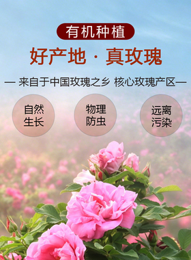 冻干玫瑰精油花瓣花苞液