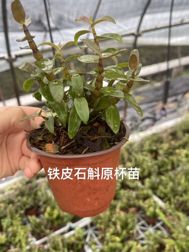 5月开花 可食用 铁皮石斛苗 石斛兰化绿植盆栽花卉苗木好养活 - 图3
