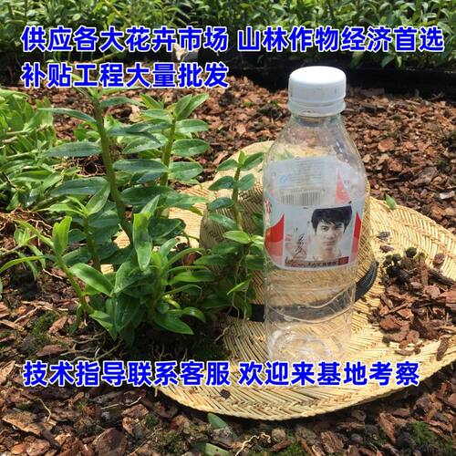 5月开花 可食用 铁皮石斛苗 石斛兰化绿植盆栽花卉苗木好养活 - 图0