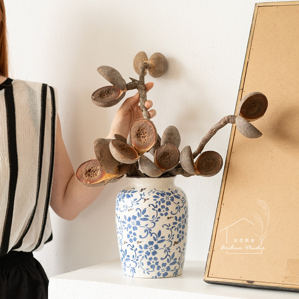 澳洲进口板球荣桦轻奢花材软装陈设家居个性插花真花哈克木干树枝 - 图2