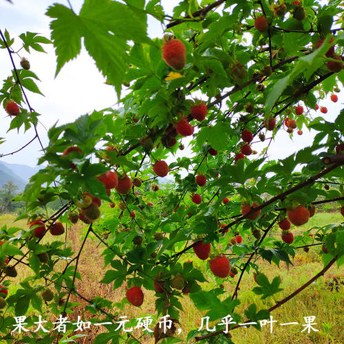 掌叶覆盆子苗 农资试种果树苗 南方种植 盆栽地栽 庭院水果树莓苗 - 图0