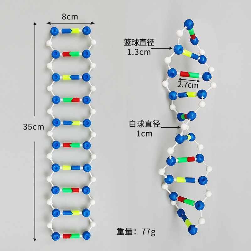 DNA双螺旋结构模型拼接遗传基因和变异diy初高中化学生物实验器材教具教学演示版DNA物理分子结构组件 - 图2