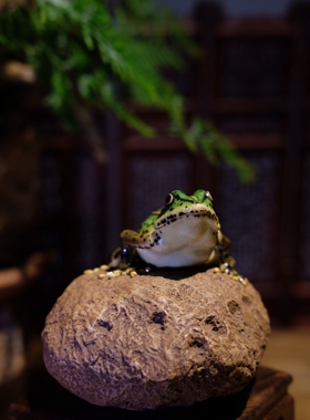 陶瓷青蛙摆件茶宠摆件镇纸笔架花园庭院盆栽假山沙画造景微景观