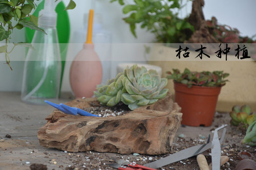 多肉朽风化枯木树根自然原老木槽阳台长方形户外创意旧木质花盆猪 - 图3