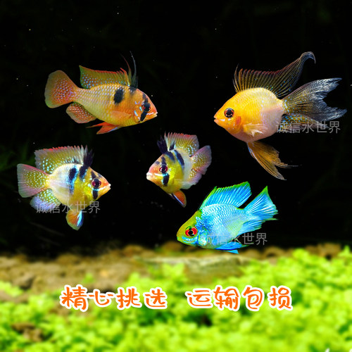 热带观赏鱼活体短鲷桃心金波子蓝波子凤凰阿凡达宝蓝球玻利维亚 - 图2