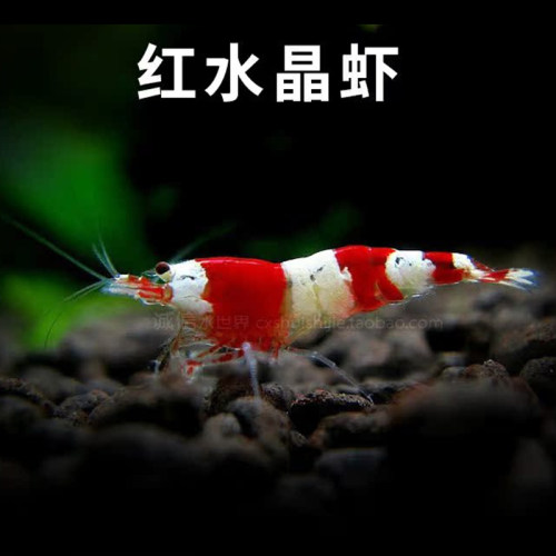 观赏虾活体淡水工具虾除藻樱花虾极火虾烤漆黑壳虾金背黄米水晶虾 - 图3