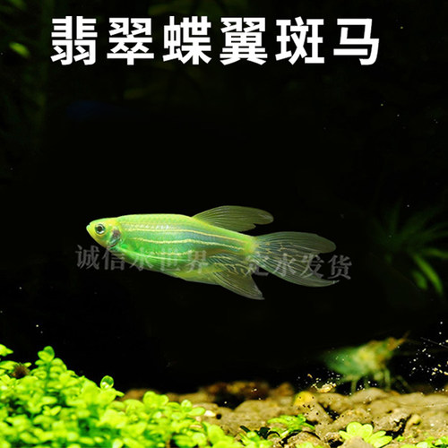 大帆长鳍蝶翼蝶尾蝶衣红青苹果翡翠柠檬蓝莓斑马鱼冷水小型鱼活体 - 图2