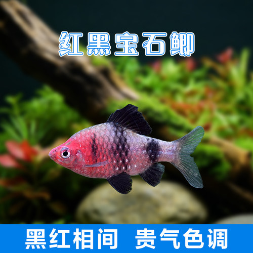 原生鱼溪流缸钻石彩虹鲫鱼红黑宝石鲫大帆玫瑰樱桃鲫紫光新手易养 - 图3