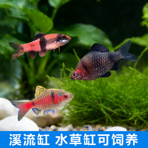 原生鱼溪流缸钻石彩虹鲫鱼红黑宝石鲫大帆玫瑰樱桃鲫紫光新手易养 - 图2