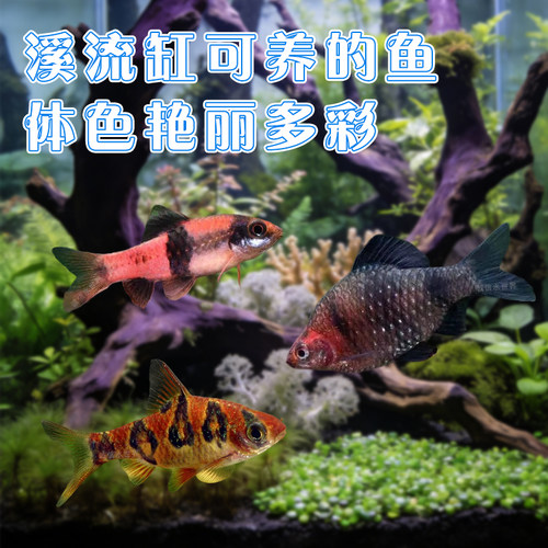 原生鱼溪流缸钻石彩虹鲫鱼红黑宝石鲫大帆玫瑰樱桃鲫紫光新手易养 - 图1