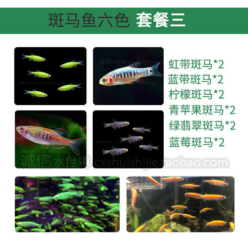 耐低温淡水小型鱼红蓝荧光大号斑马蝶翼斑马鱼天使鱼常温活体新手 - 图2
