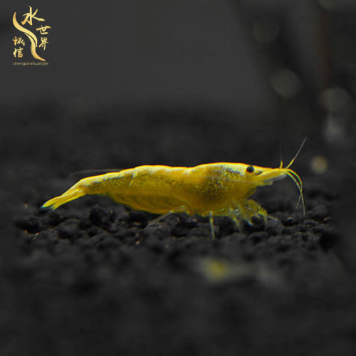 观赏虾活体淡水工具虾除藻樱花虾极火虾烤漆黑壳虾金背黄米水晶虾 - 图0