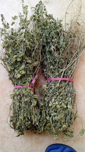 孩儿草曱甴草黄蜂草蟑螂草土夏枯草疳积草消积茶干货煲汤非独脚金 - 图0