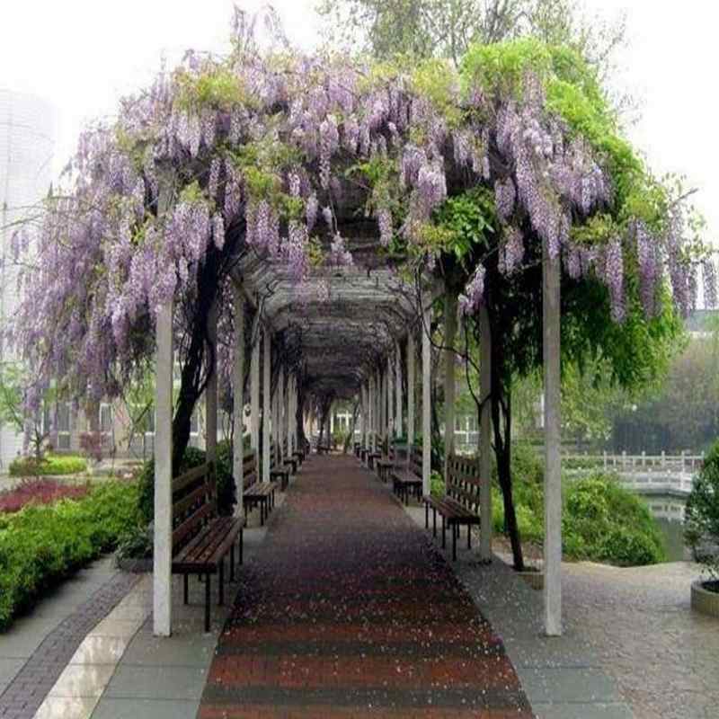 紫藤花树苗紫藤萝盆栽紫藤花苗紫藤苗庭院围墙四季种植紫藤树苗 小编推荐 Wepost 全民代运 马来西亚中国淘宝代运与集运专家