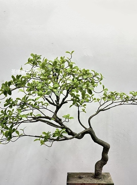 仿真栀子树假树海岛春花树假树