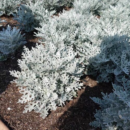 银叶菊盆栽苗 花镜盆栽雪月菊阳台耐寒观叶绿植室外花园景观植物 - 图3
