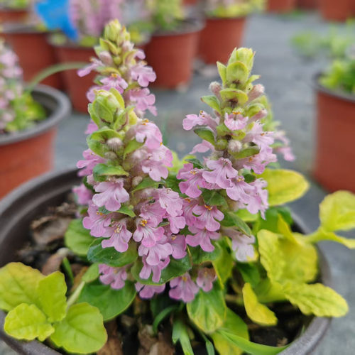 日本山野筋骨草巧克力片姬十二单花镜花艺盆栽多年生耐寒耐热植物 - 图1